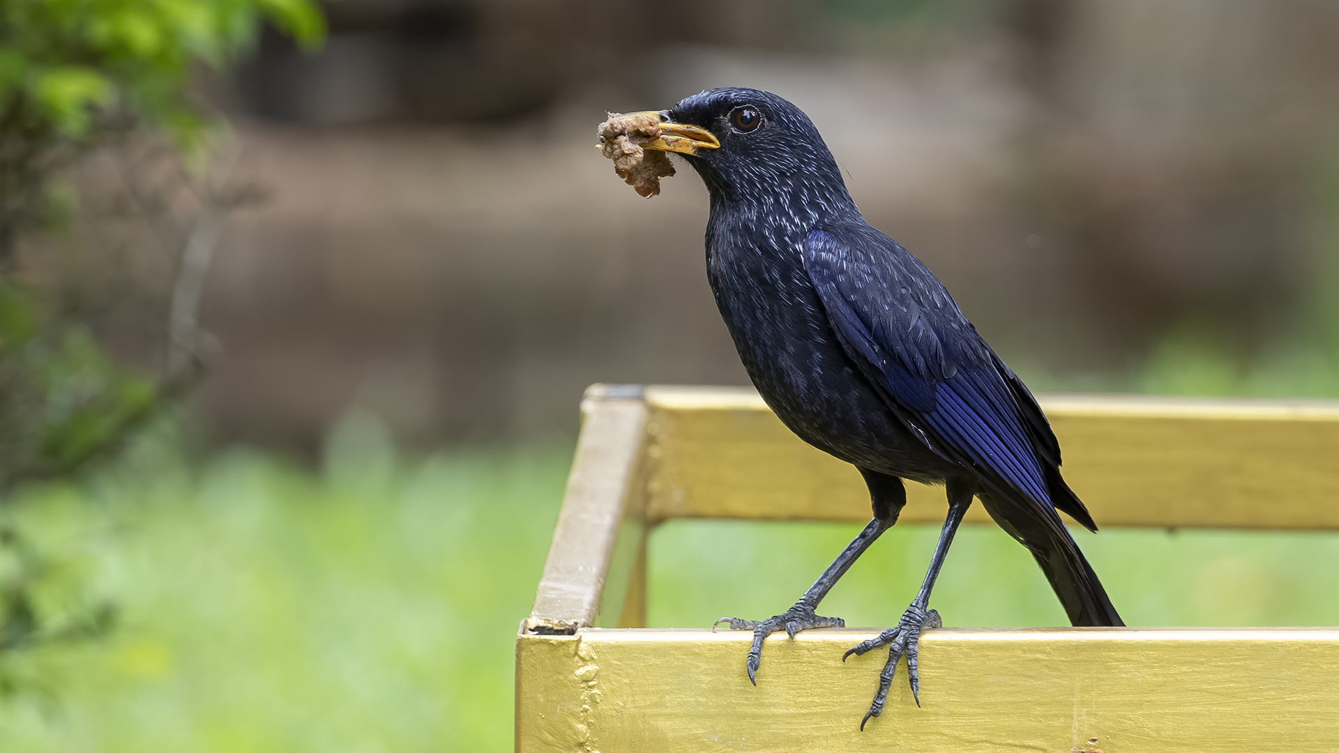 Blue Whistling-Thrush